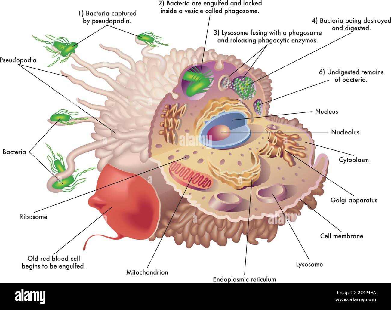 Medical illustration of the structure and function of a macrophage, while engulfing an old red blood cell and bacteria, showing how they are captured Stock Vector
