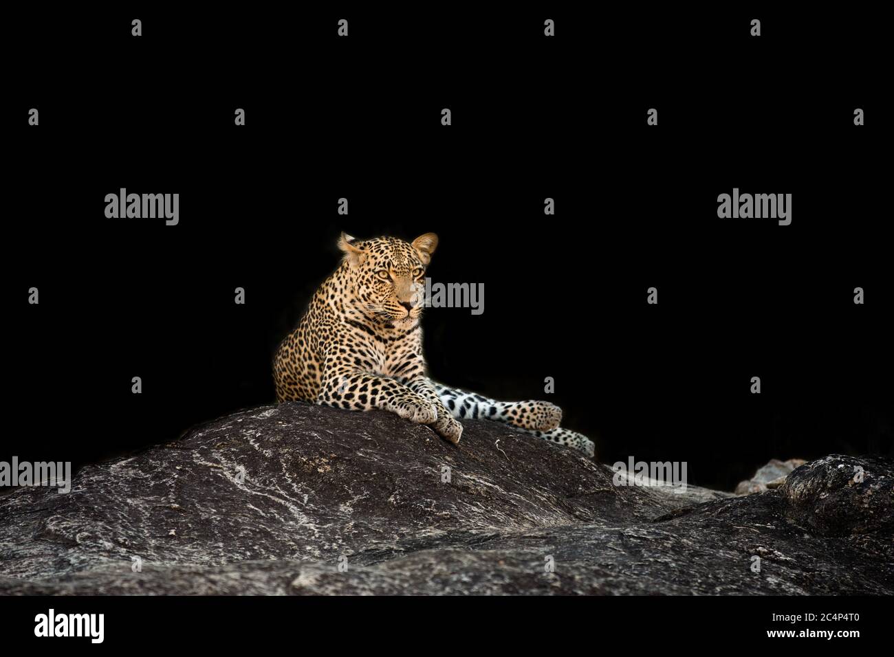 Low key image of leopard resting on a rock before sunrise in Sabi Sands Game Reserve in greater Kruger National Park, South Africa Stock Photo