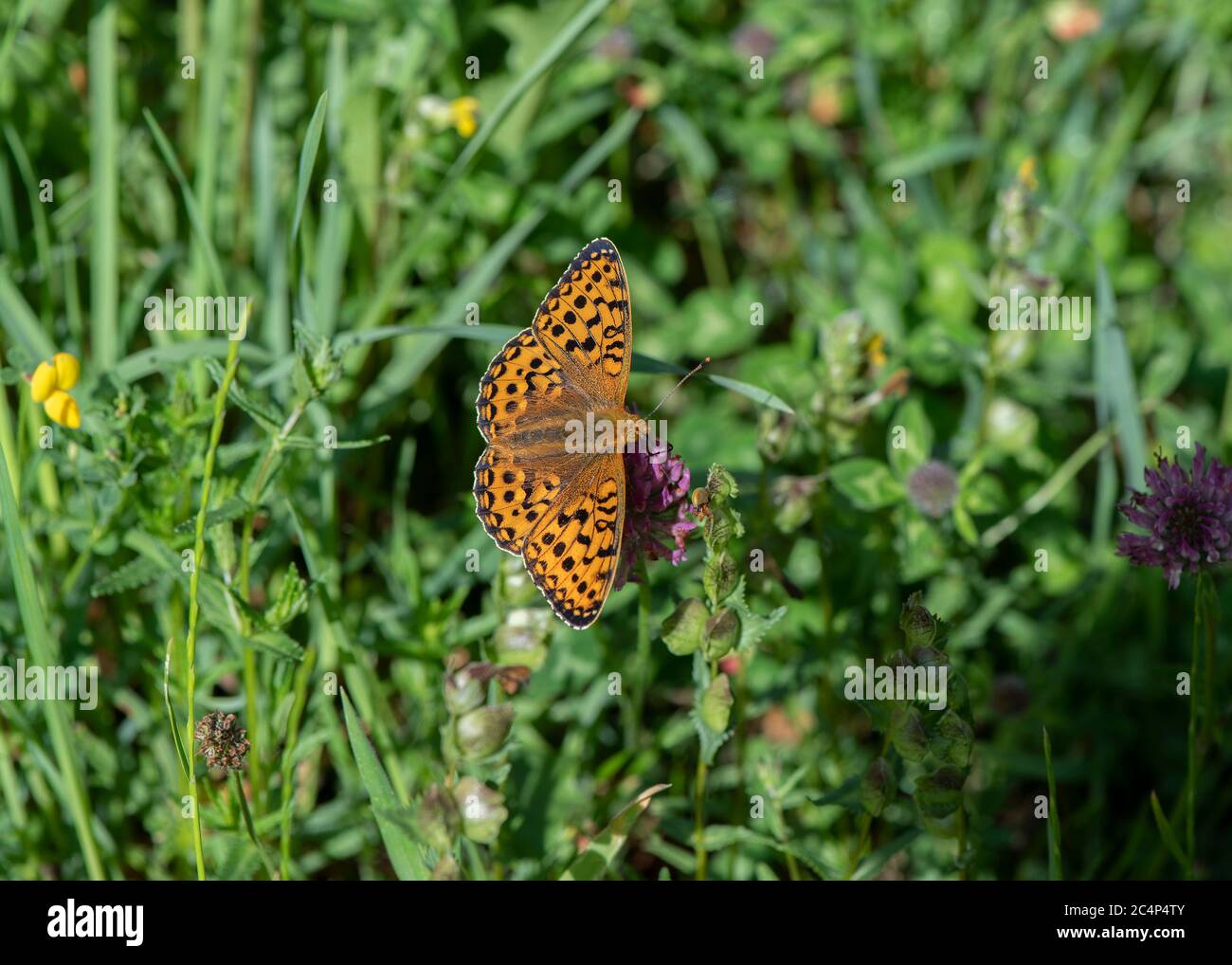Pearl-bordered Fritillary (Boloria euphrosyne) at rest, Mabie Forest, Dumfries, SW Scotland Stock Photo