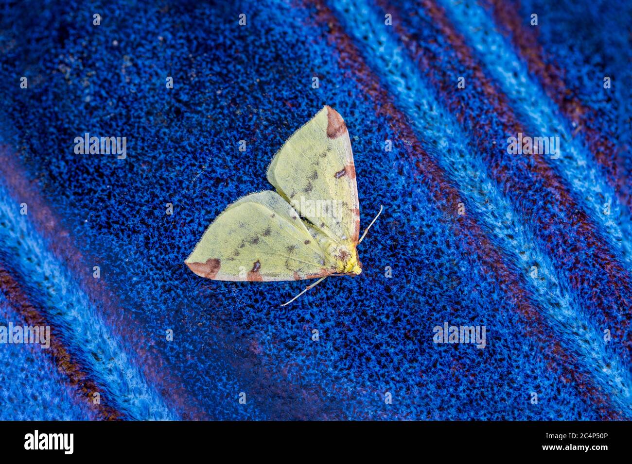 Brimstone Moth; Opisthograptis luteolata; on Blue Pot; UK Stock Photo