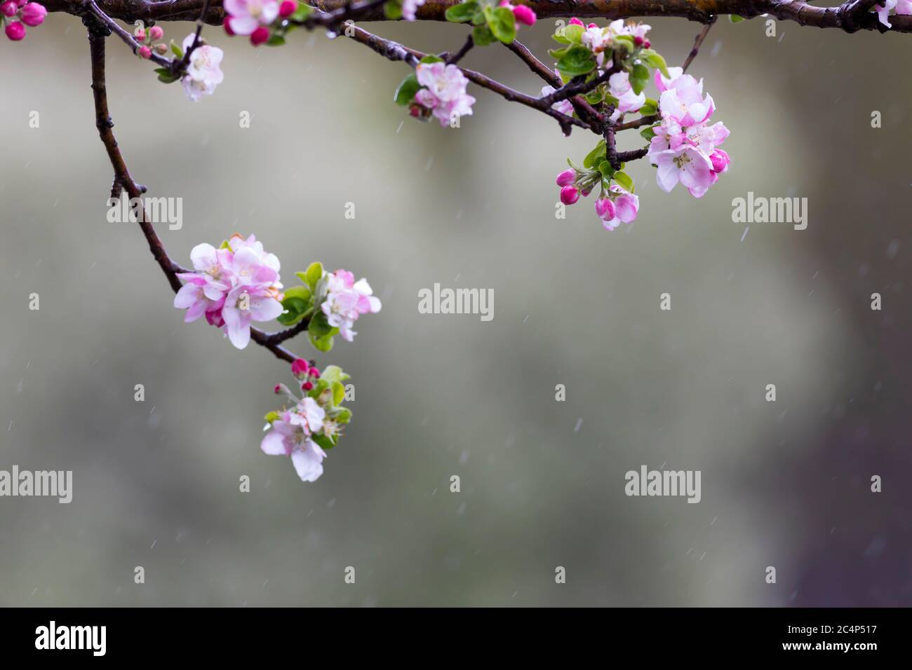 Spring and tree. Nature background Stock Photo - Alamy