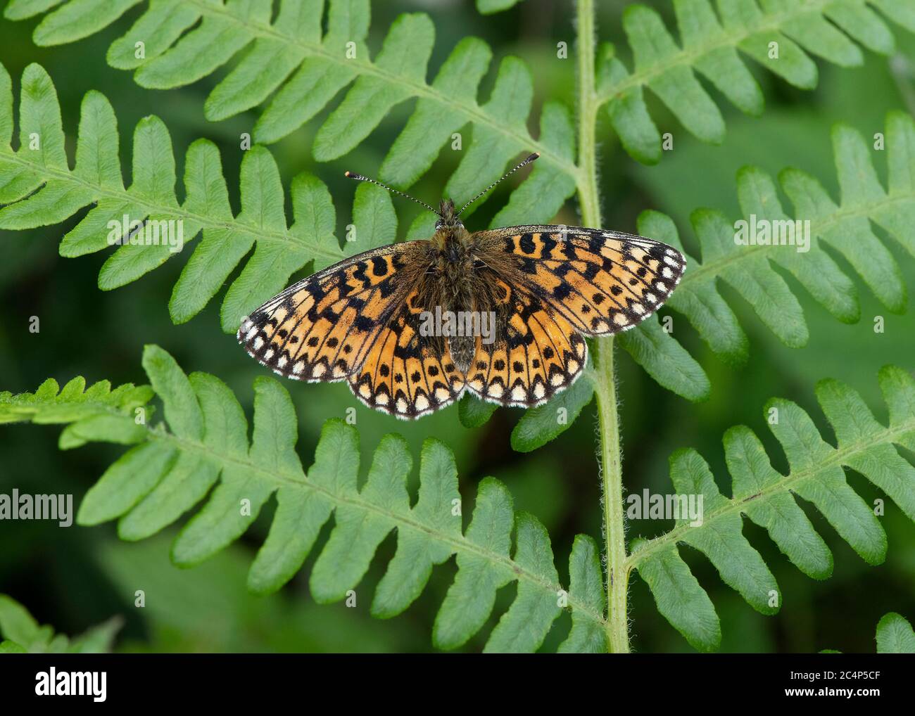 Pearl-bordered Fritillary (Boloria euphrosyne) resting on bracken frond, Mabie forest, Dumfries, SW Scotland Stock Photo