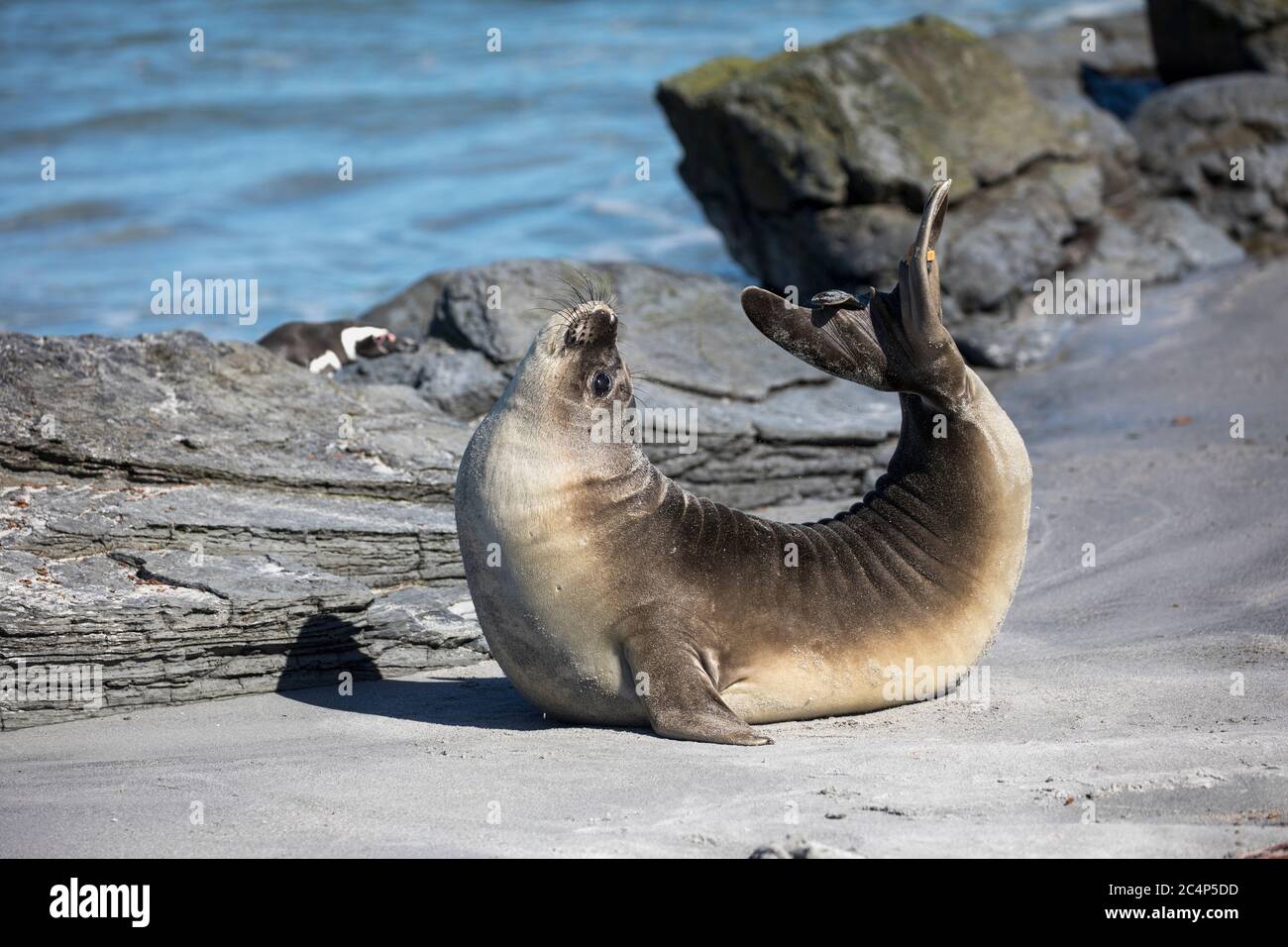 Seal Tail High Resolution Stock Photography And Images Alamy