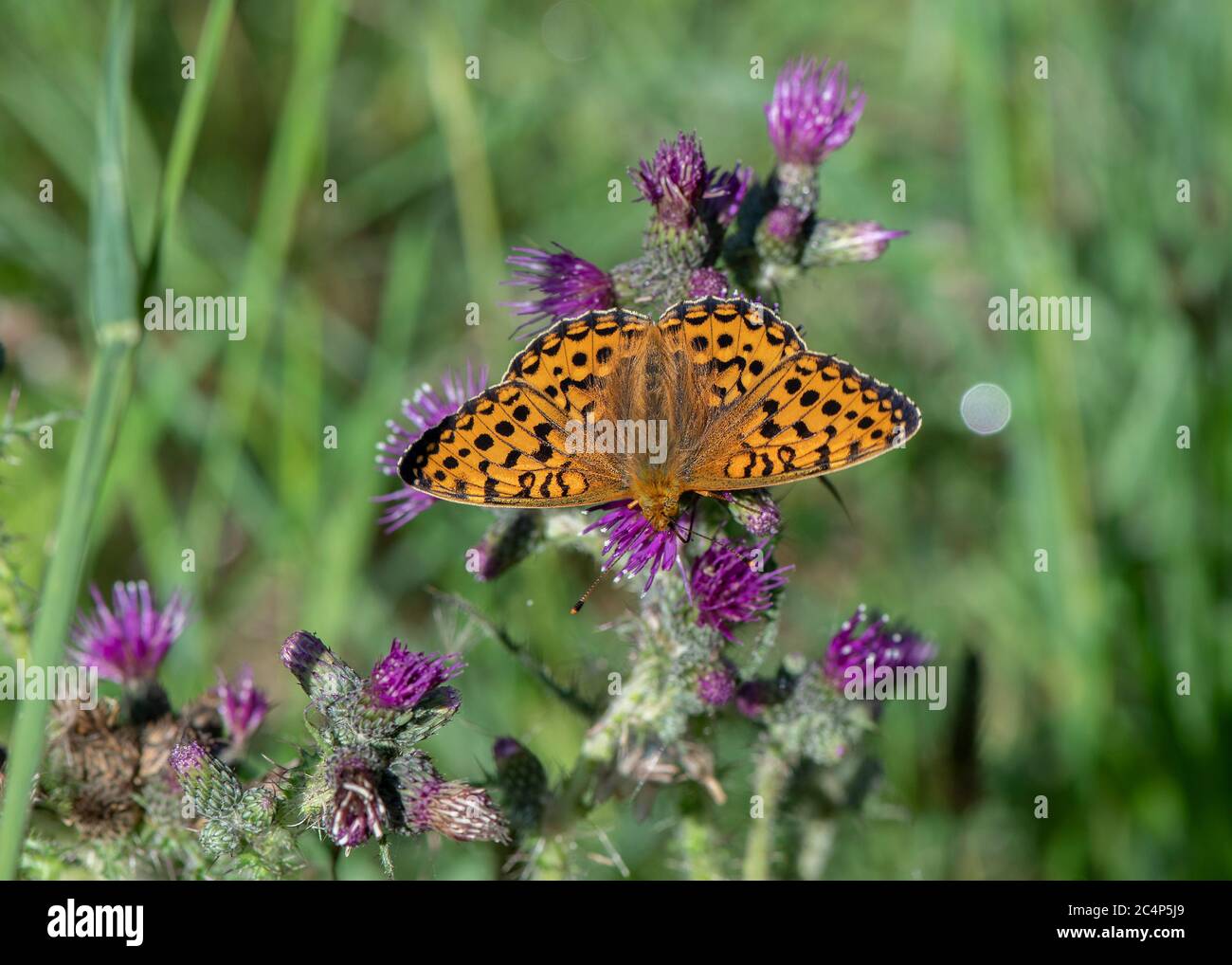 Pearl-bordered Fritillary (Boloria euphrosyne) at rest on a thistle, Mabie Forest, Dumfries, SW Scotland Stock Photo