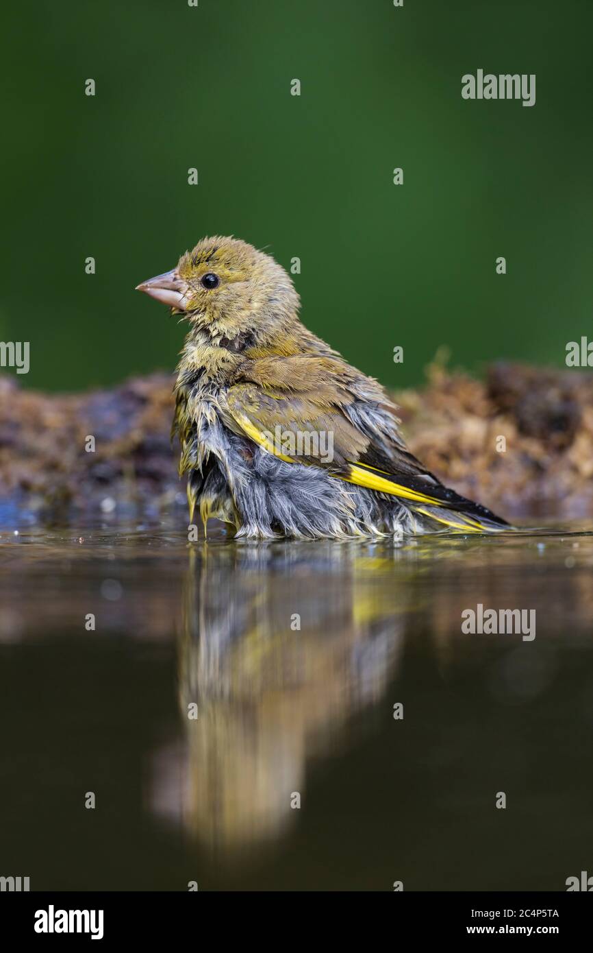 Greenfinch; Chloris chloris; Male; Bathing; UK Stock Photo - Alamy