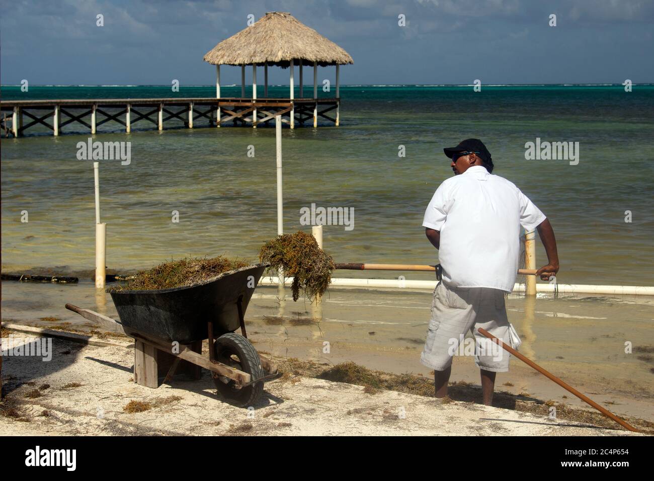 A man removes brown seaweed, Sargassum sp., from the shore of San Pedro