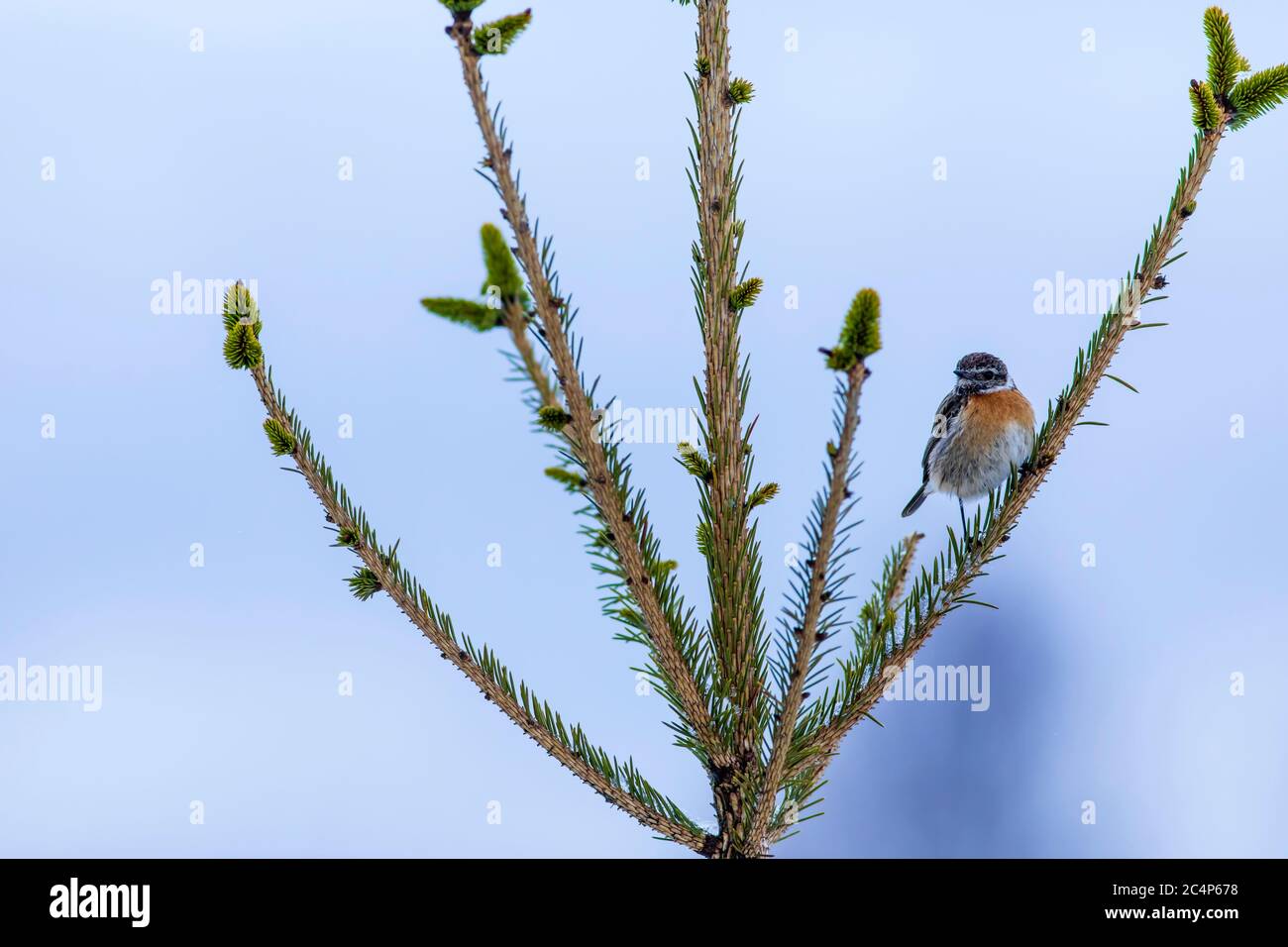 Cute little bird Stonechat. Nature background Stock Photo - Alamy