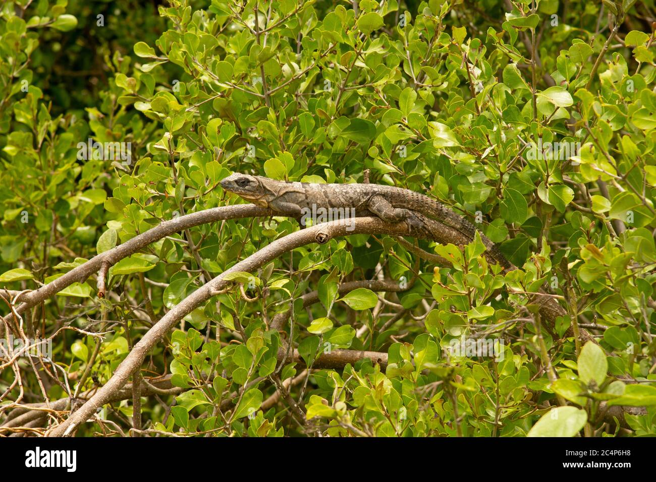 Green iguana, Iguana iguana, Half Moon Caye, Lighthouse Reef Atoll, Belize Stock Photo