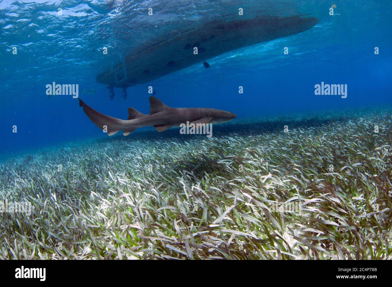 Nurse shark, Ginglymostoma cirratum, swim over turtle grass, Thalassia testudinum, and under a boat, Hol Chan Marine Reserve, San Pedro, Belize Stock Photo