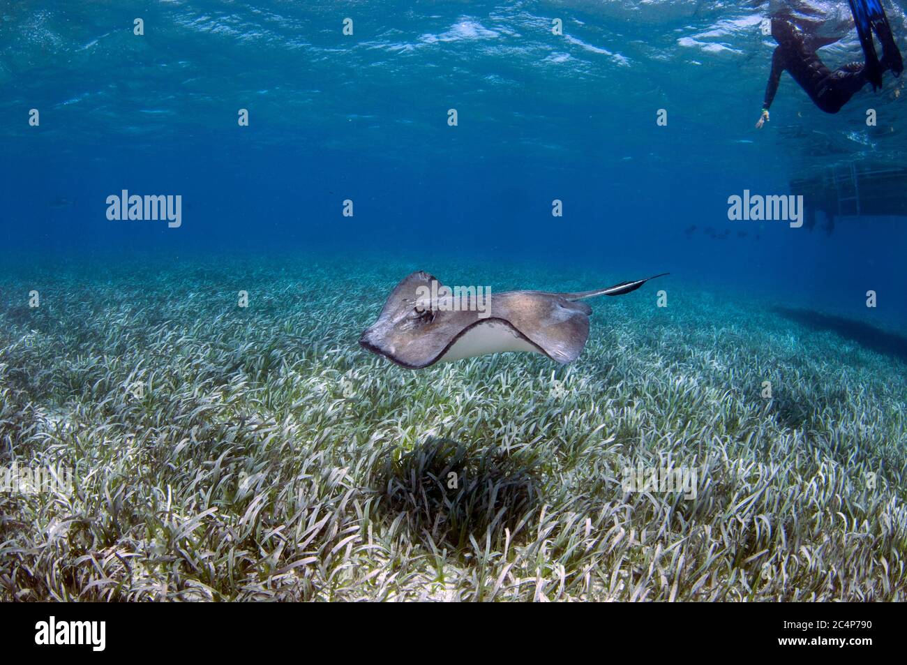 Southern stingray, Dasyatis americana, swim over turtle grass, Thalassia testudinum, and under a boat, Hol Chan Marine Reserve, San Pedro, Belize Stock Photo