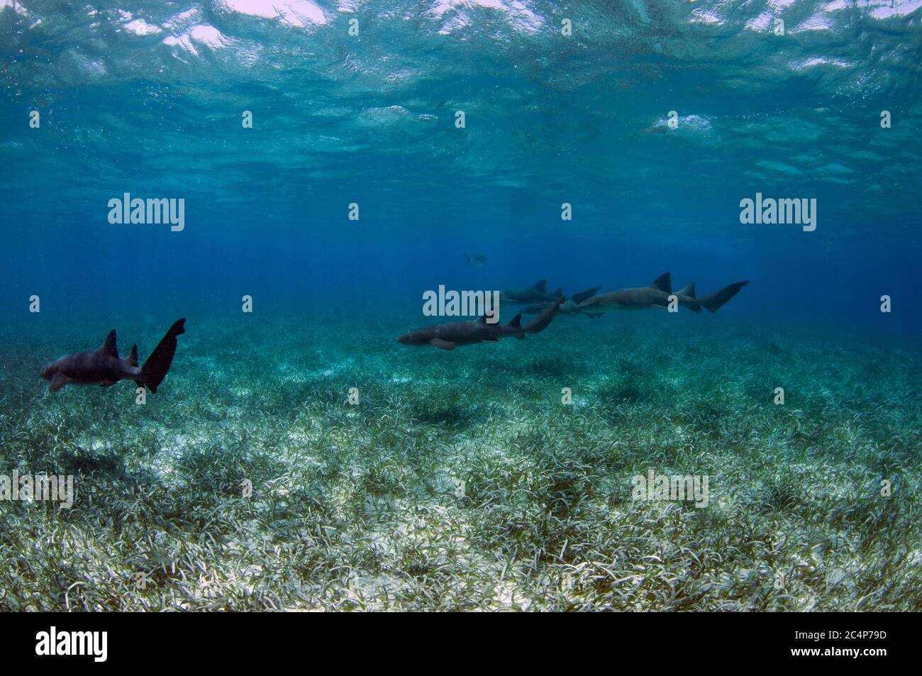 Nurse sharks, Ginglymostoma cirratum, swim over turtle grass, Thalassia testudinum, Hol Chan Marine Reserve, San Pedro, Belize Stock Photo