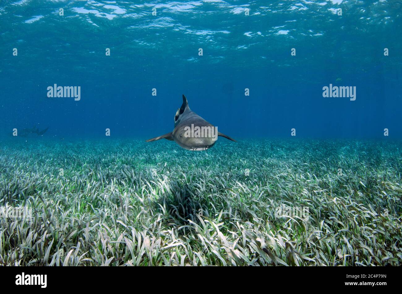 Nurse shark, Ginglymostoma cirratum, swim over turtle grass, Thalassia testudinum, Hol Chan Marine Reserve, San Pedro, Belize Stock Photo
