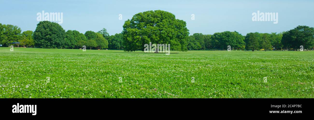Park tree hi-res stock photography and images - Alamy