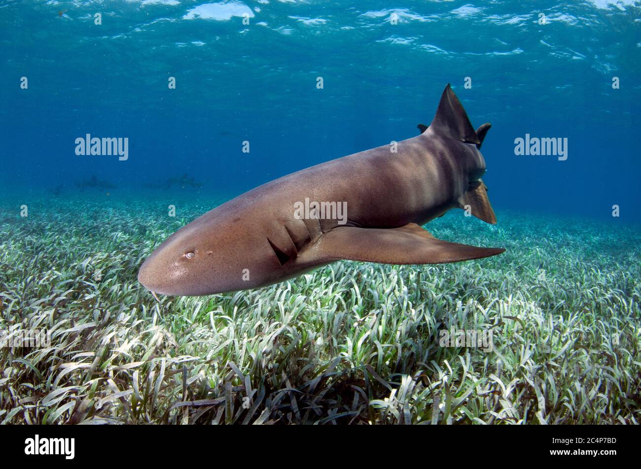 Nurse shark, Ginglymostoma cirratum, swim over turtle grass, Thalassia testudinum, Hol Chan Marine Reserve, San Pedro, Belize Stock Photo