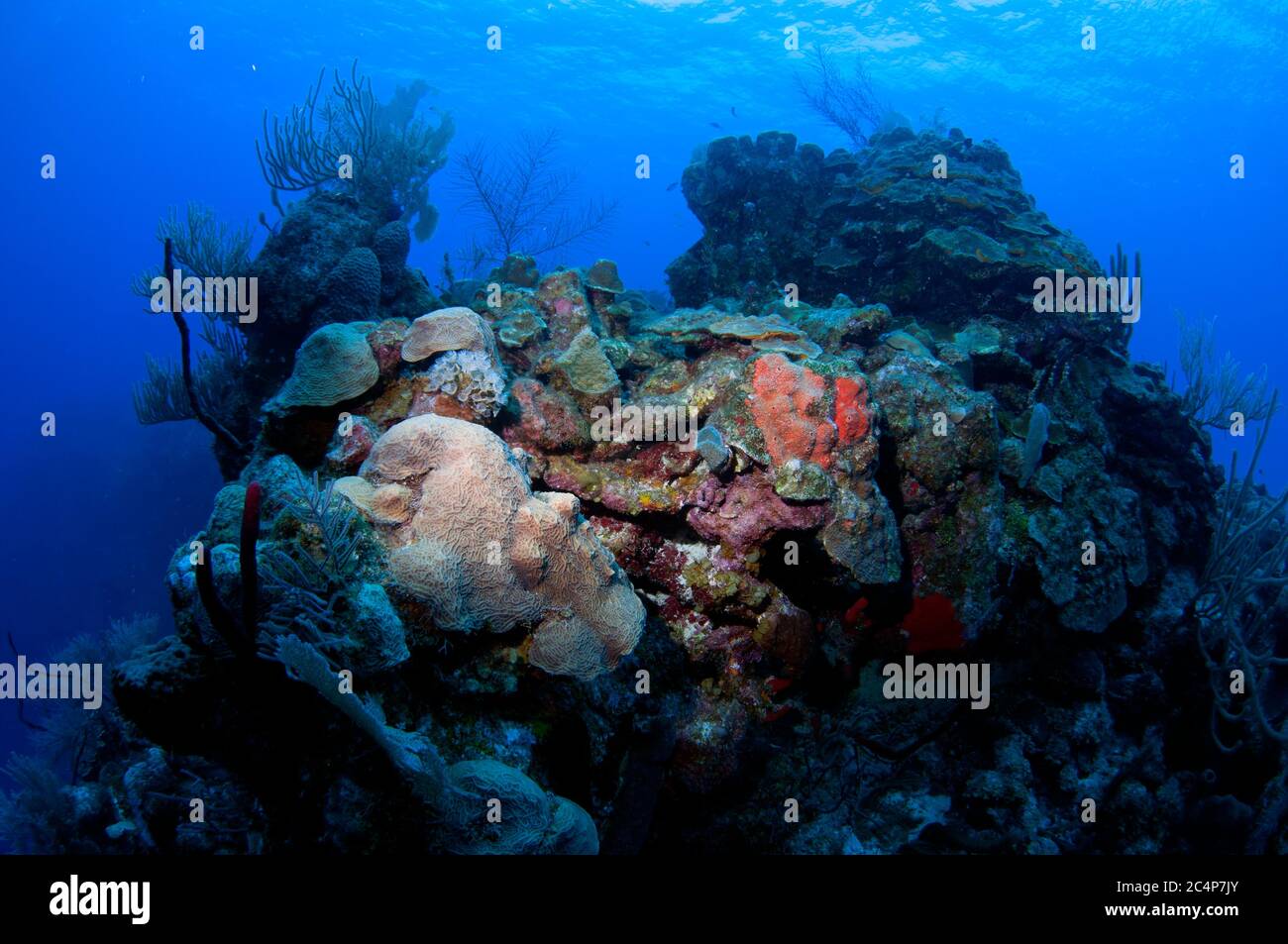 Lettuce coral, Agaricia agaricites, encrusted in a reef with high biodiversity, Lighthouse Reef Atoll, Belize Stock Photo