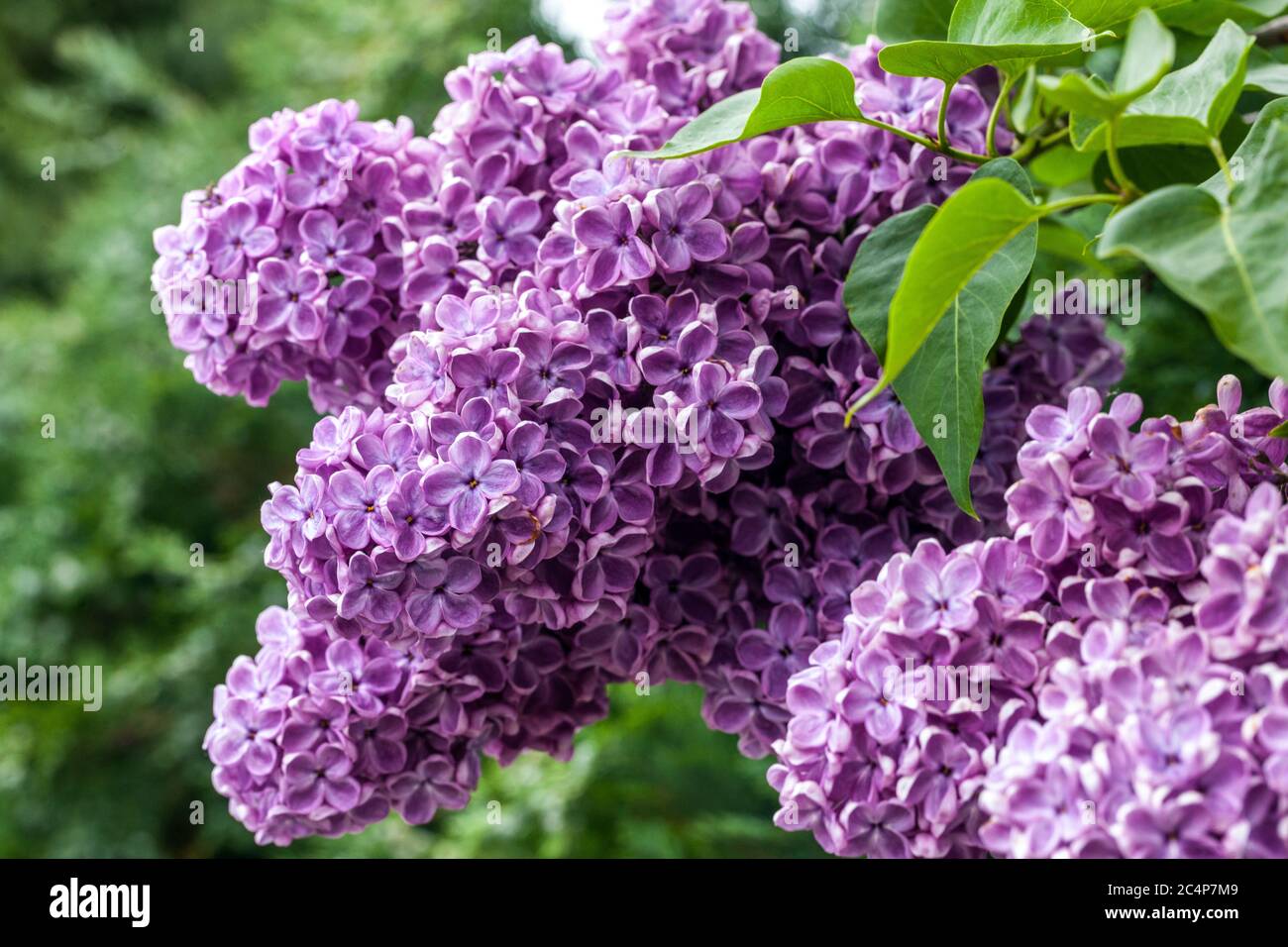Common Lilac flower Syringa vulgaris purple lilacs garden spring Stock Photo