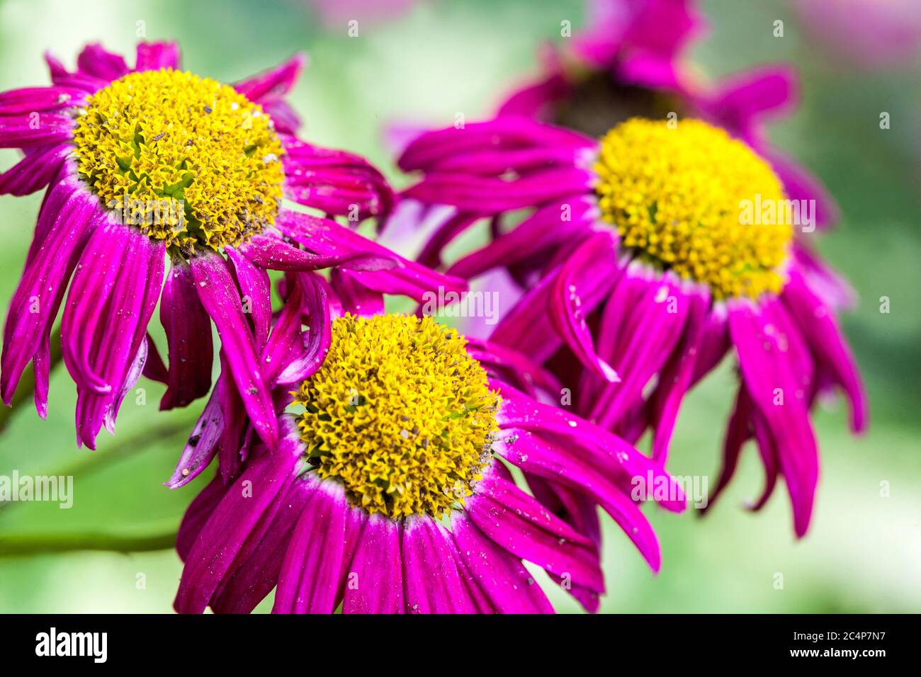 Painted Daisy Tanacetum coccineum 'Robinson's Red' Stock Photo