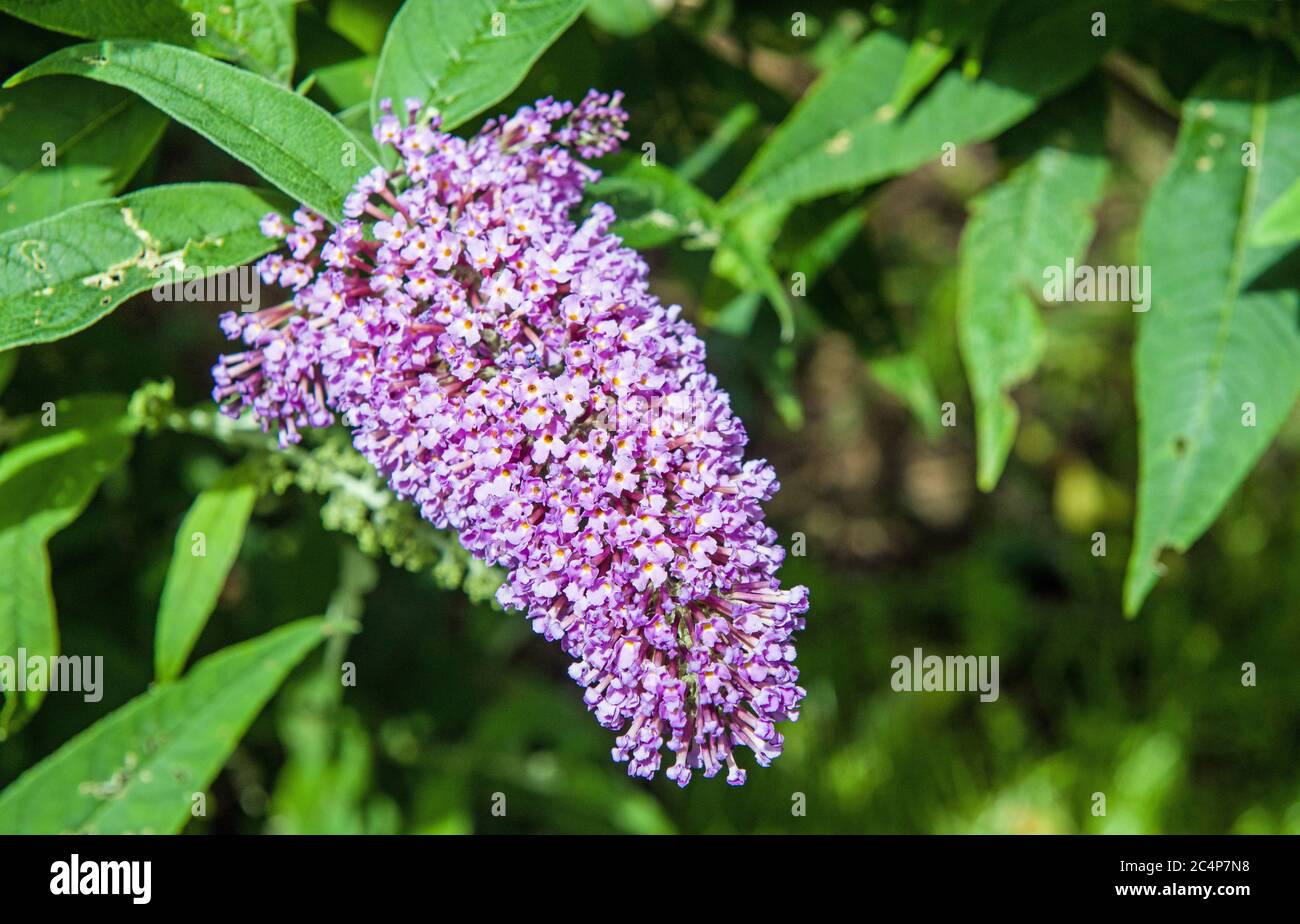 A Buddleia Flower and bush also known as a Butterfly Bush in a hedgerow near Cardiff. Stock Photo