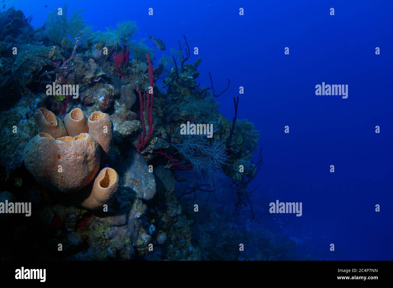 A patch of coral reef with high biodiversity, including sponges, corals