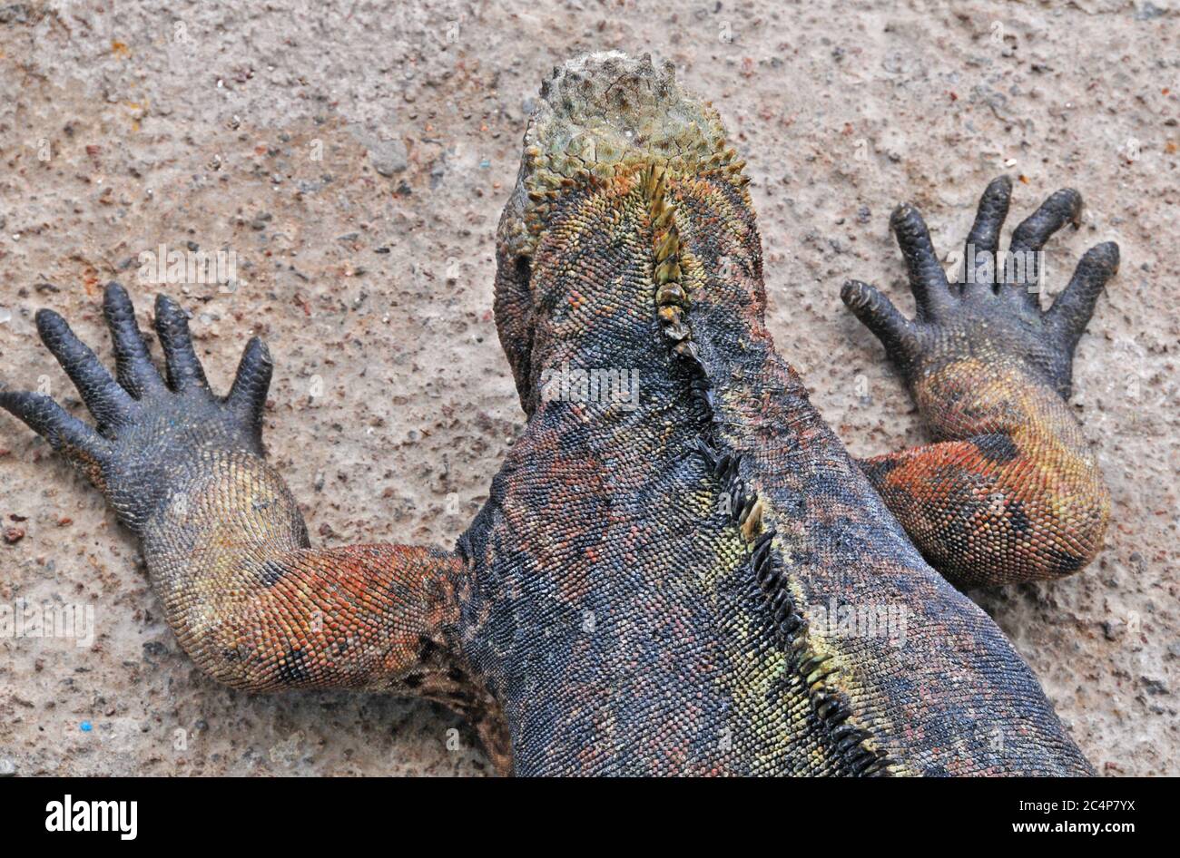 marine iguana, Santa Cruz island, Galapagos islands, Ecuador Stock Photo