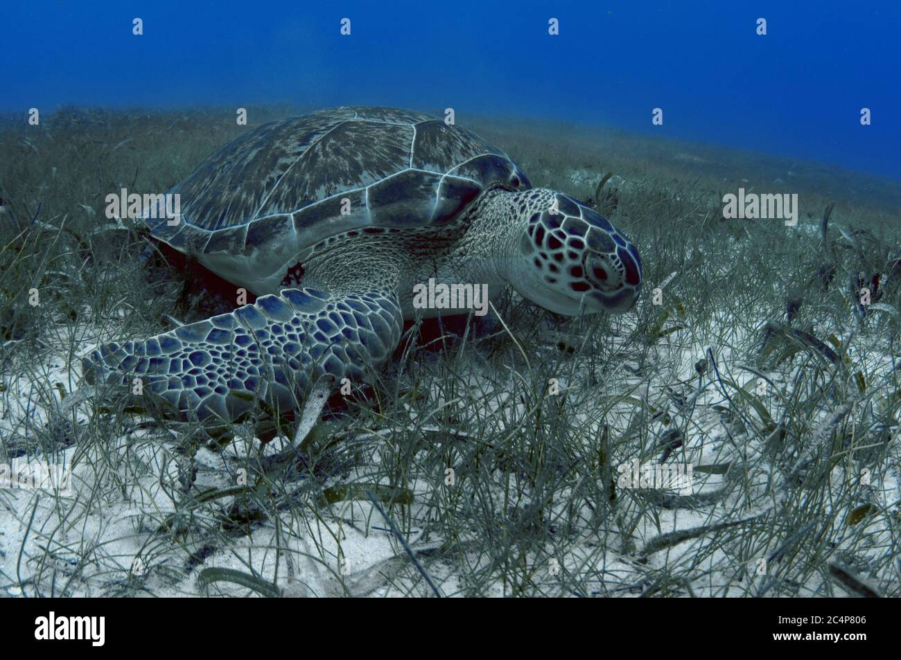 Green sea turtle, Chelonia mydas, on turtle and manatee sea grass, Thalassia testudinum and Syringodium filiforme,  Lighthouse Reef Atoll, Belize Stock Photo