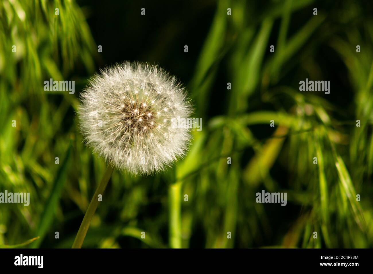 Dandelion flower seed. Single flower on dark green background Stock Photo