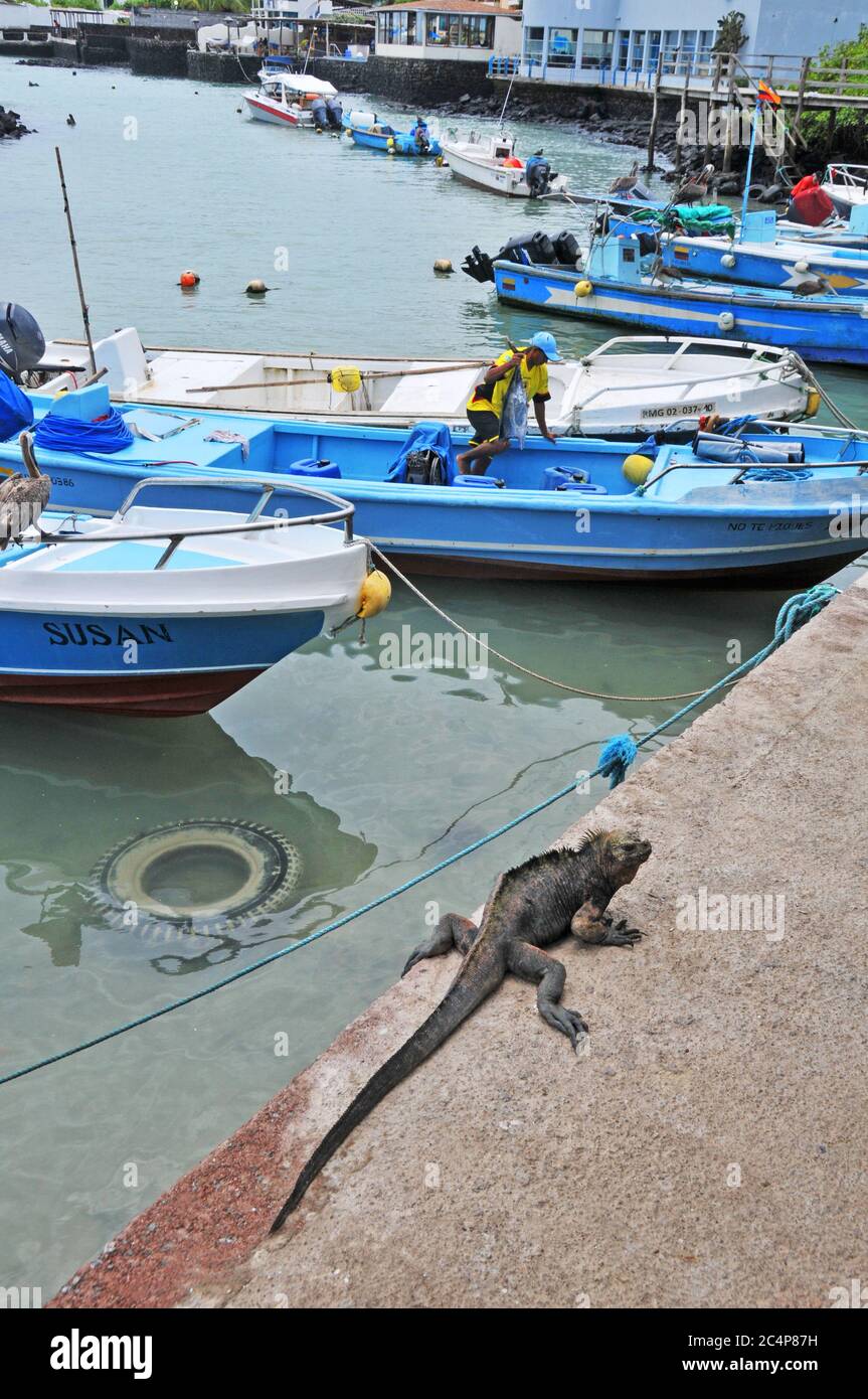 marine iguana on the quay of Puerto Ayora port, Santa Cruz island, Galapagos islans, Ecuador Stock Photo