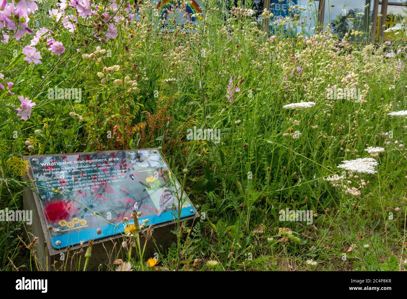 Summer wildflowers wild flowers hires stock photography and images Alamy