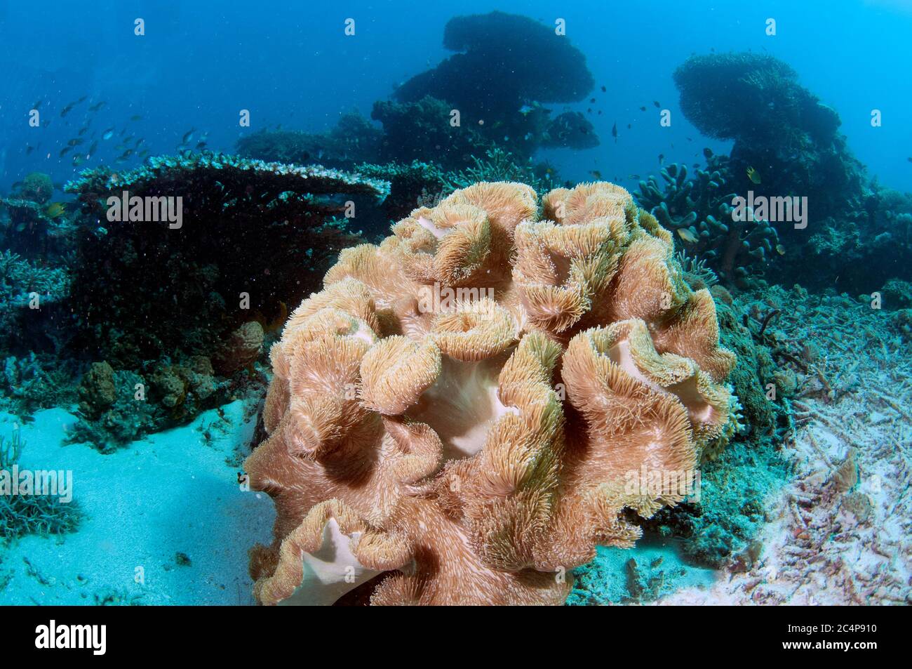 Giant sea anemone, Stichodactyla gigantea, Komodo National Park, Indonesia Stock Photo