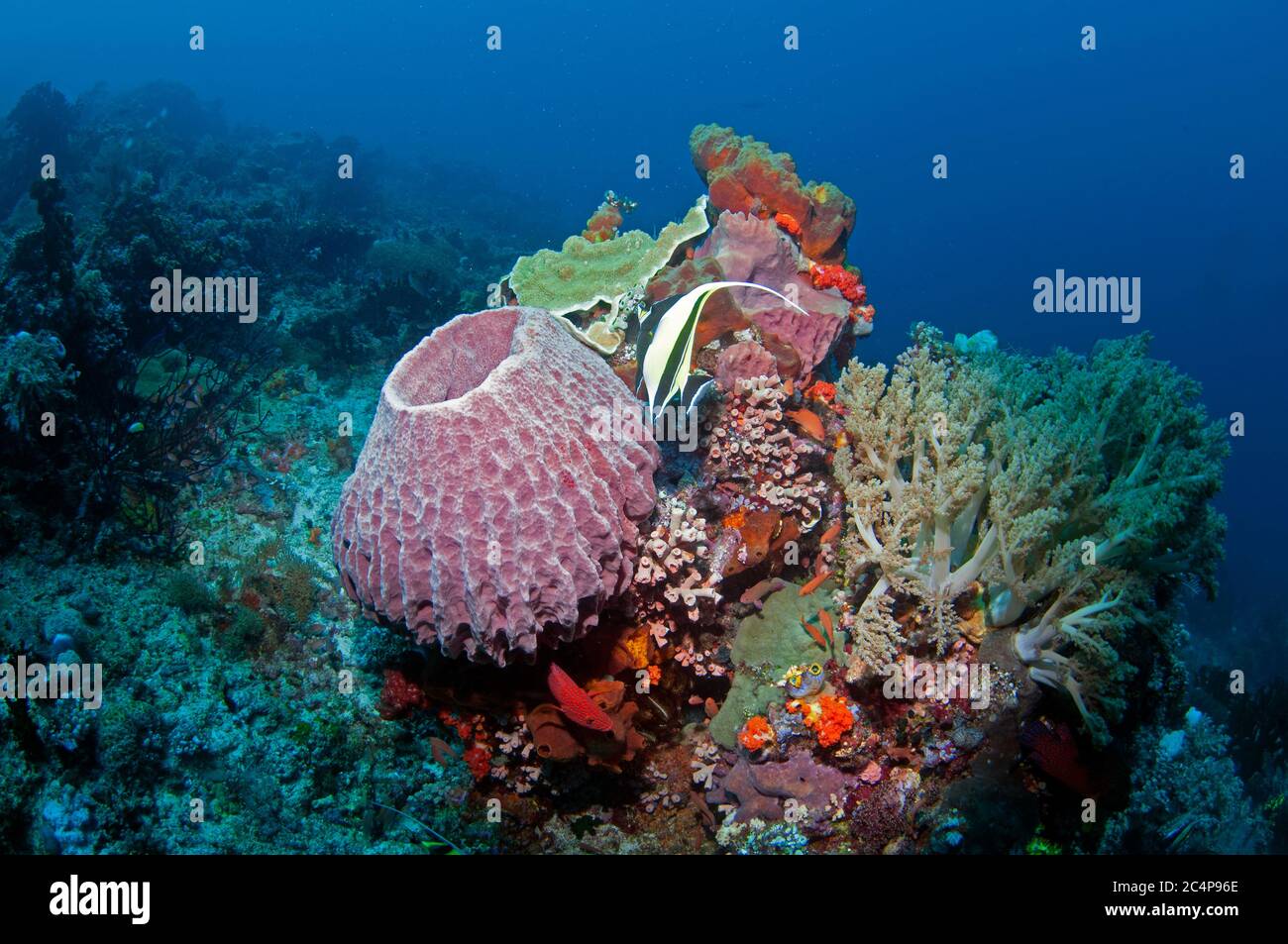 A moorish idol, Zanclus cornutus, swims between a giant barrel sponge, Xestospongia muta, and several coral species, Komodo National Park, Indonesia Stock Photo