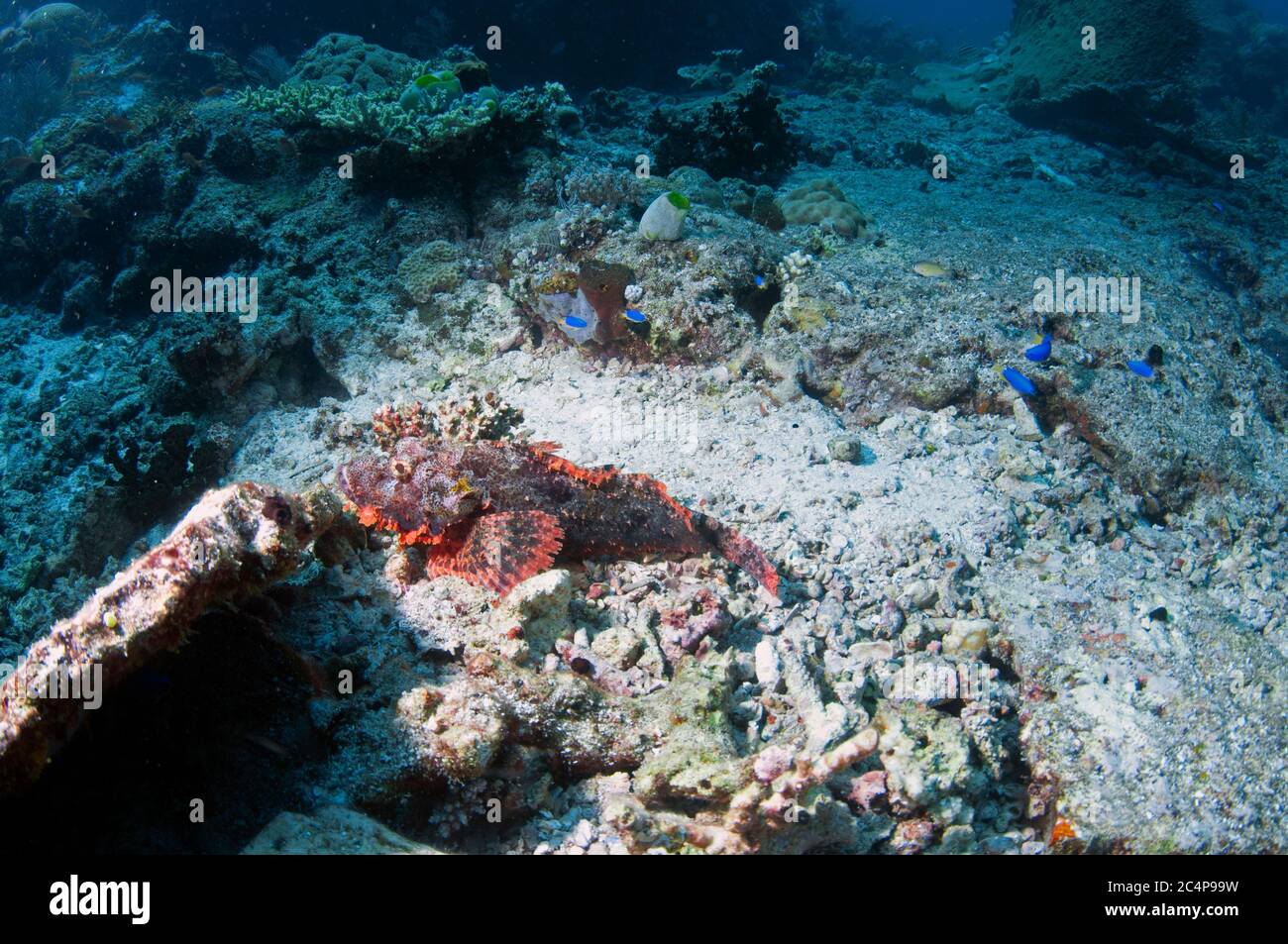 Tasseled scorpionfish, Scorpaenopsis oxycephala, on coral rubble, Komodo National Park, Indonesia Stock Photo