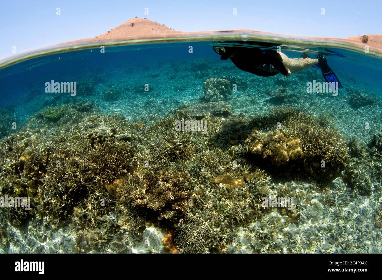 Snorkeler observes the teeming coral reef at Komodo Island, Komodo National Park, Indonesia Stock Photo