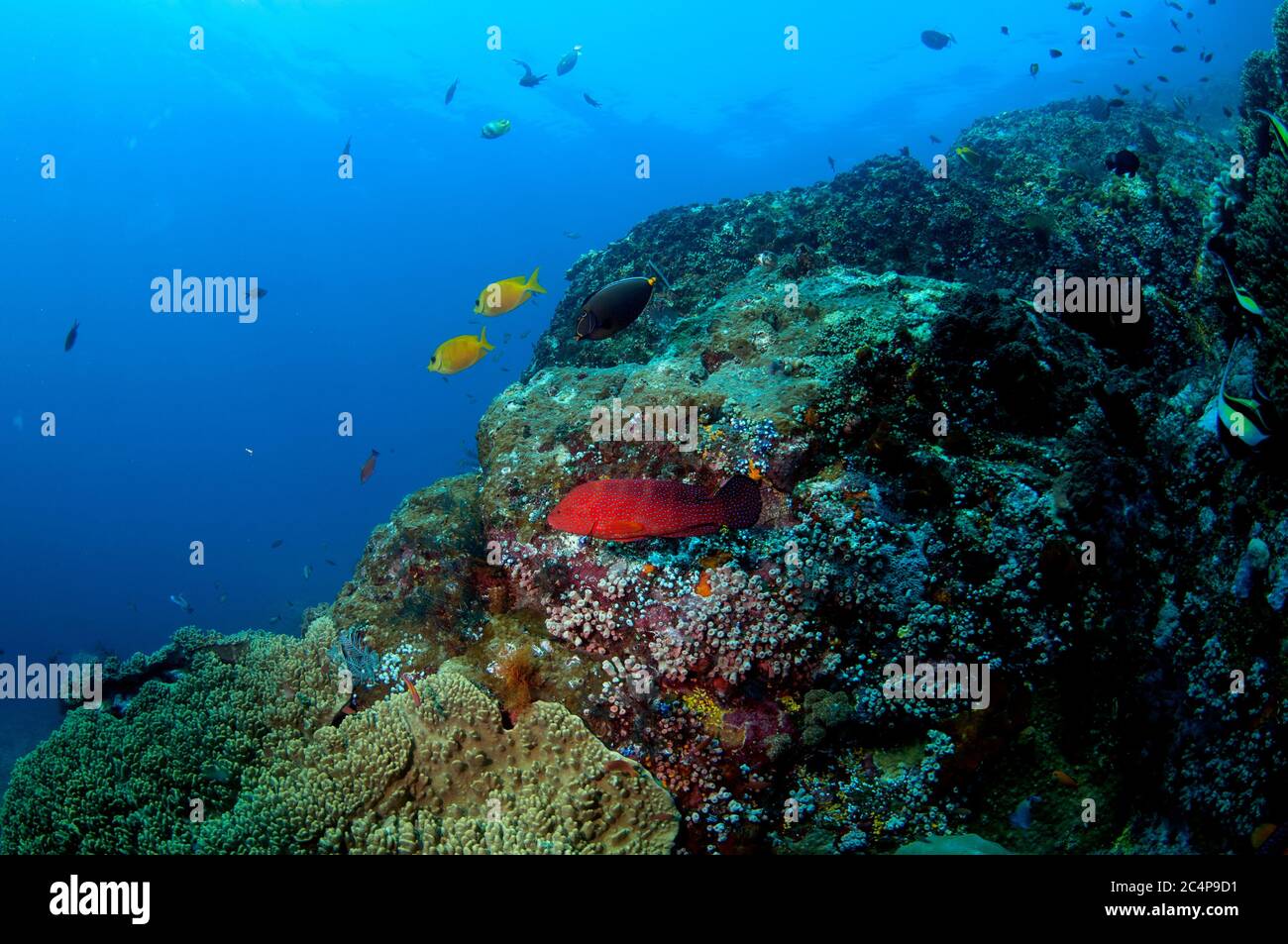 Coral grouper, Cephalopholis miniata, a pair of coral rabbitfish, Siganus corallinus, and ringtail surgeonfish, Acanthurus blochii, in a coral reef, K Stock Photo