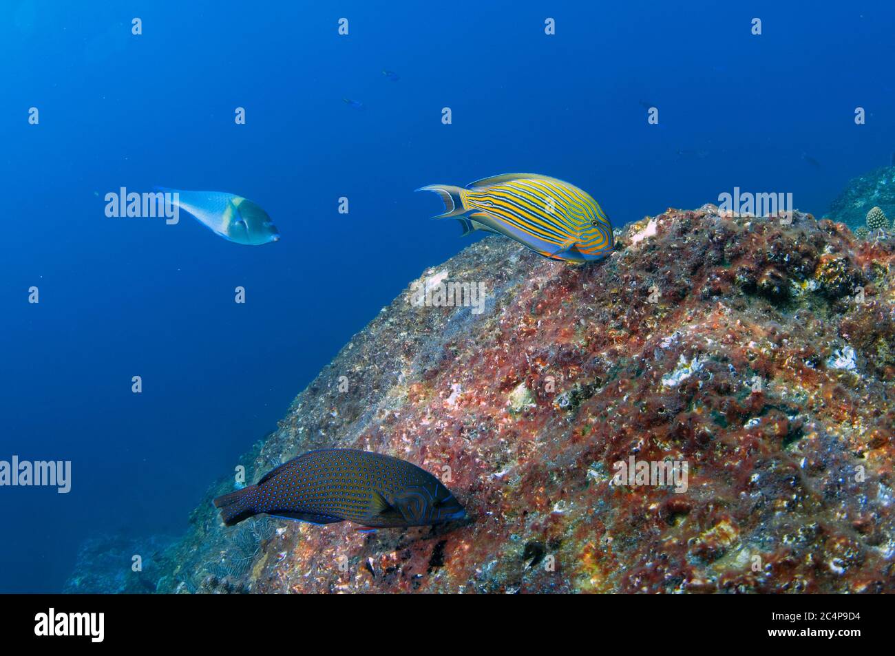 Striped surgeonfish, Acanthurus, lineatus, blue-spotted wrasse, Anampses caeruleopunctatus, and tubelip wrasse, Labrichthys unilineatus, feeding on co Stock Photo