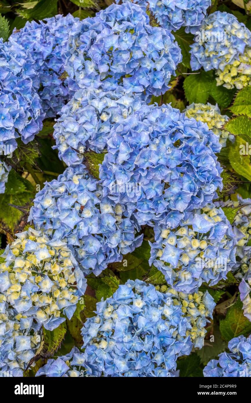 Blue flowers on a mophead Hydrangea macrophylla, produced by it growing in acid soil conditions. Stock Photo