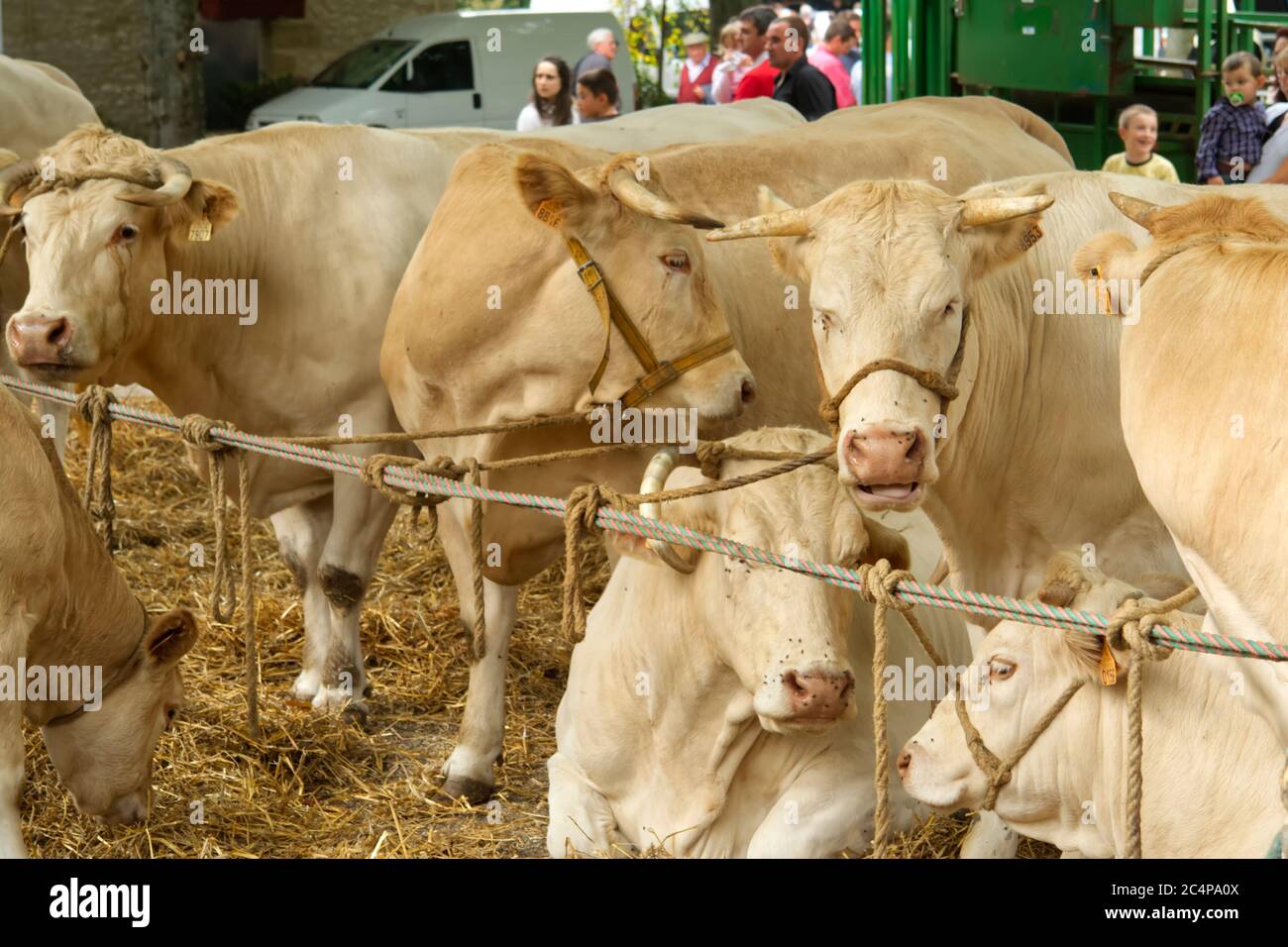Charolais or Charolaise cattle at a village show in Allemans-du-Dropt, Nouvelle-Aquitaine, France Stock Photo