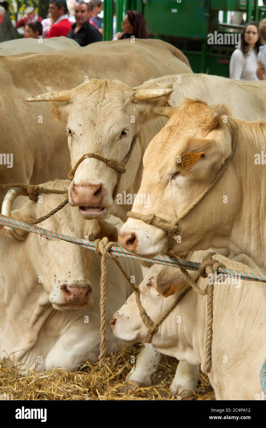 Charolais or Charolaise cattle at a village show in Allemans-du-Dropt, Nouvelle-Aquitaine, France Stock Photo