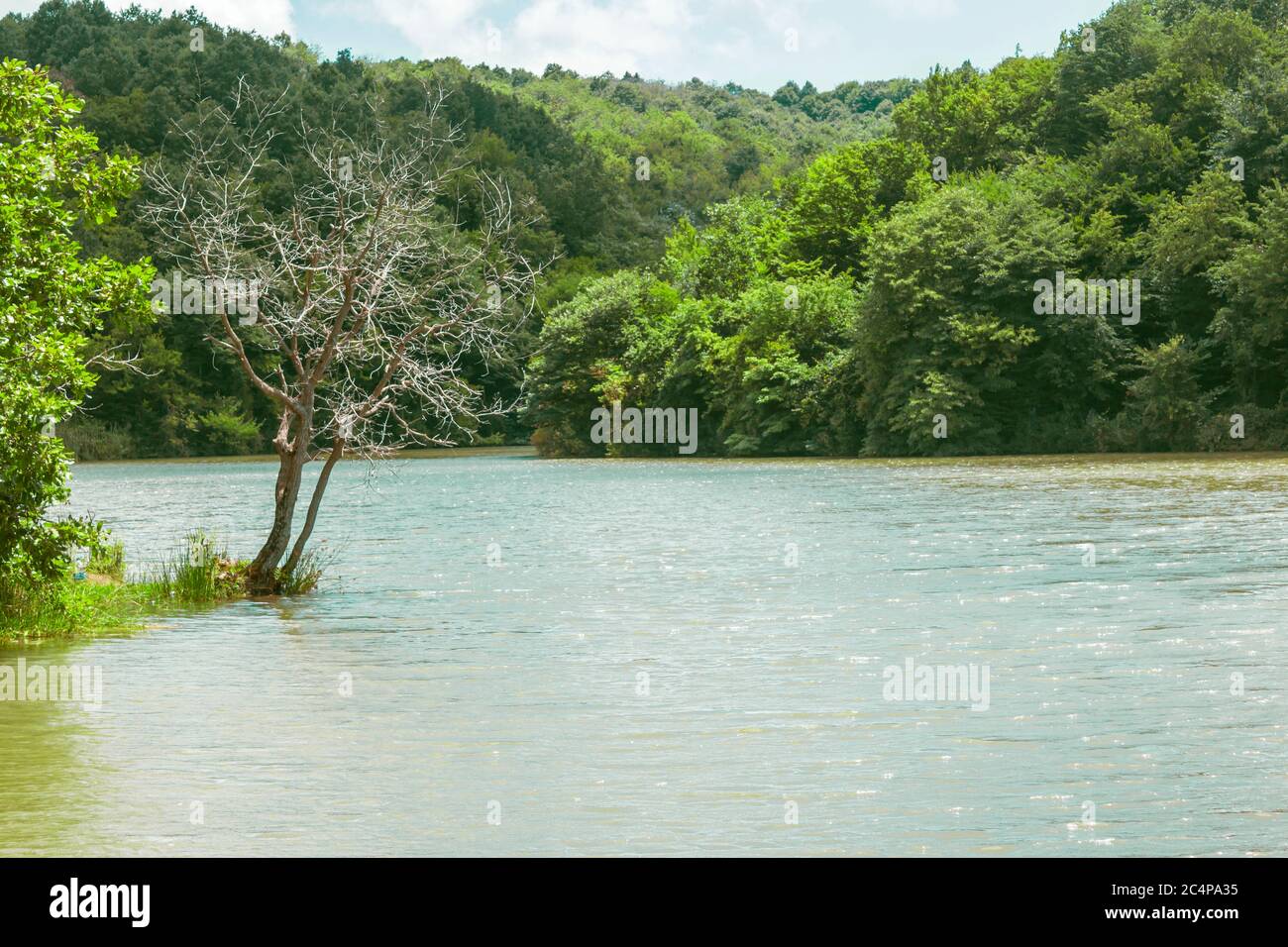 Green trees by lake hi-res stock photography and images - Alamy