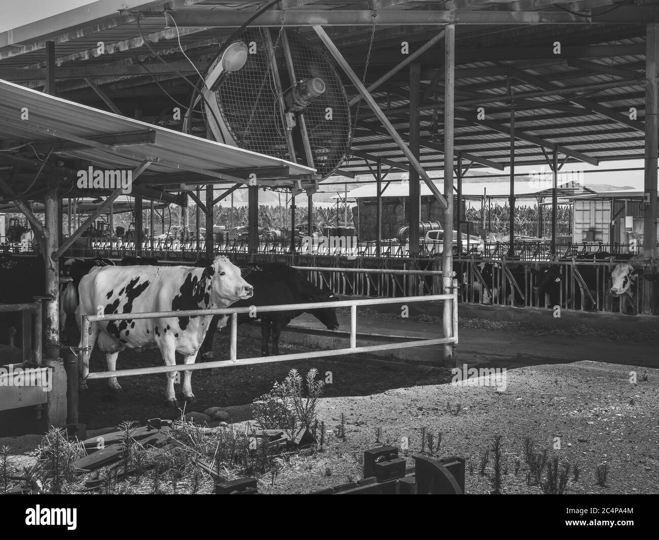 Herd of cows in cowshed on a dairy farm. In Kibbutz Degania, Israel
