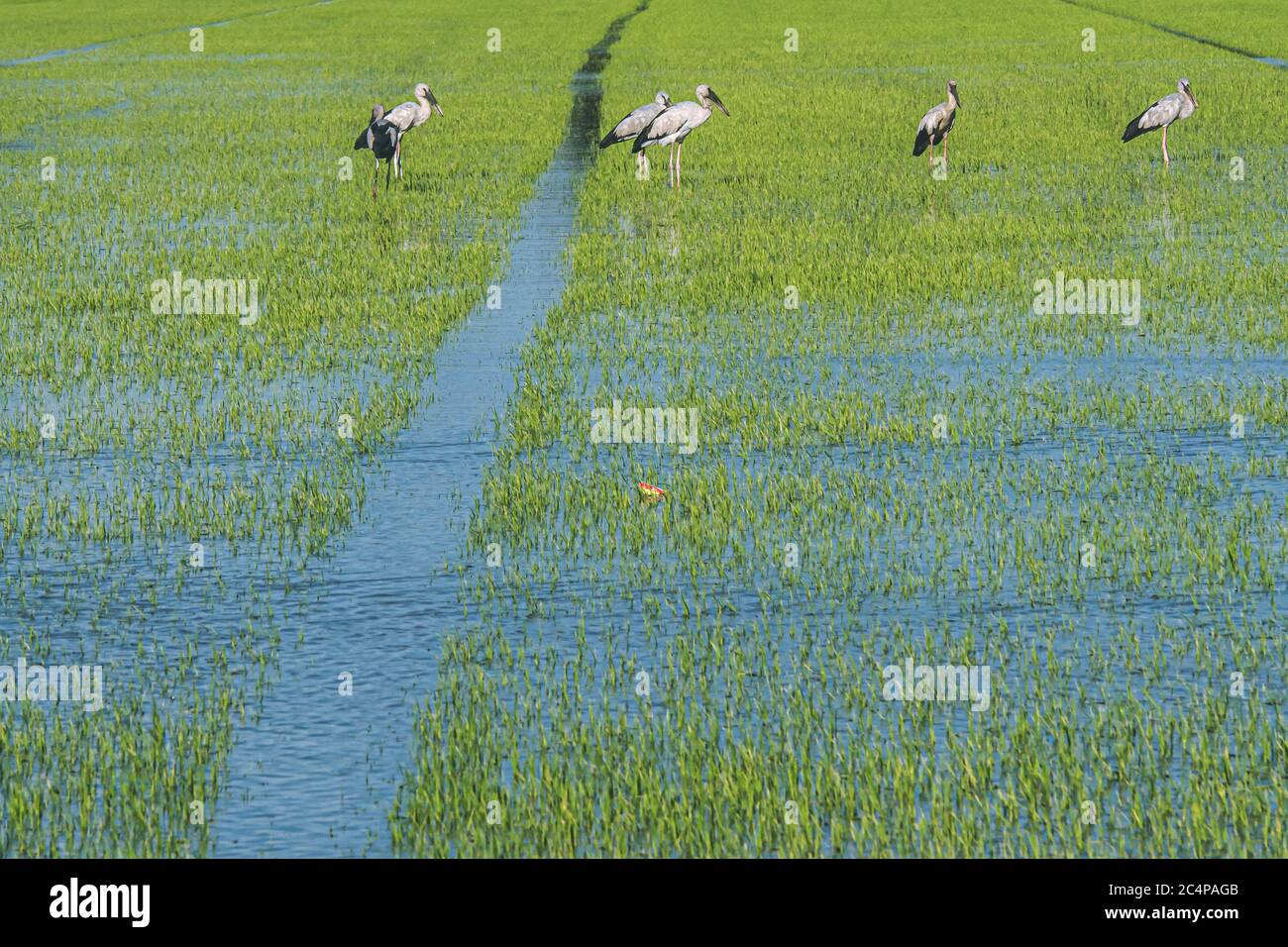 Organic rice fields and Cattle egret, local white birds walking and ...