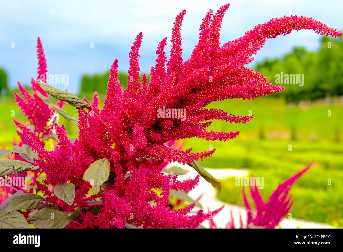 Amaranth flower. Beautiful big red amarant flower. Closeup Amaranthus on green garden background. Stock Photo
