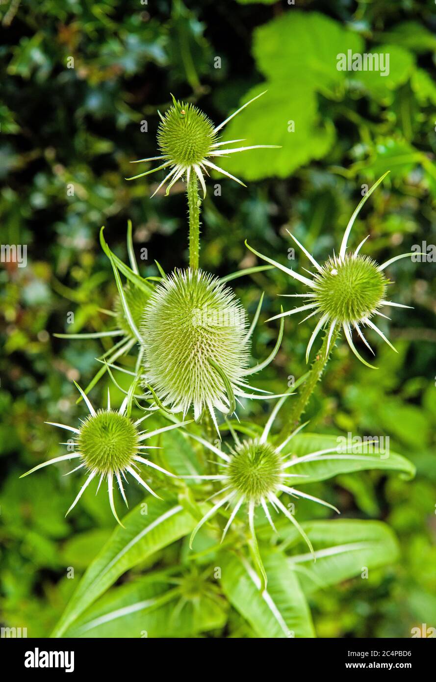 A Spring teasel plant wth the teasels still green from the Spring. The latin name is Dipsacus fullonum. In autumn/late summer the teasels turn brown Stock Photo