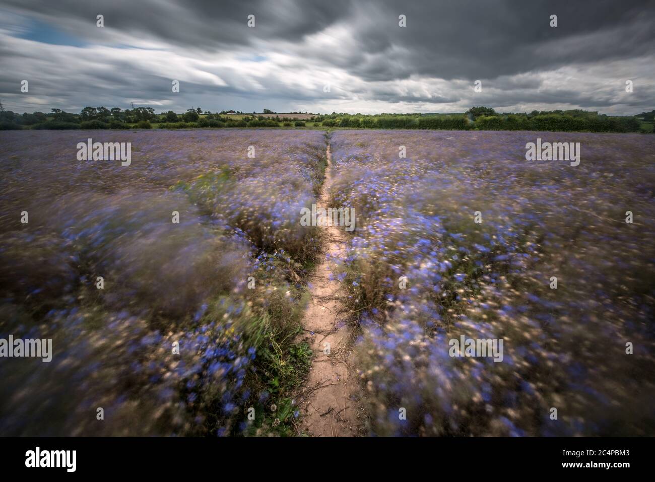 A long exposure shows movement in a cornflower field from the wind at Tithby, Nottinghamshire, as rain, wind and weather warnings are bringing an end to the sweltering June heatwave. Stock Photo
