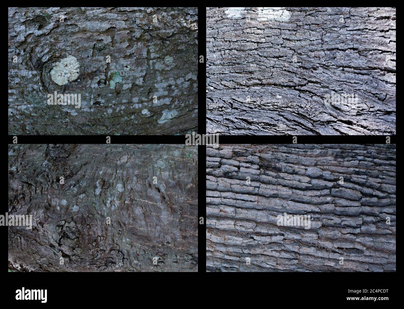 collection bark texture for 3D tree texture Stock Photo