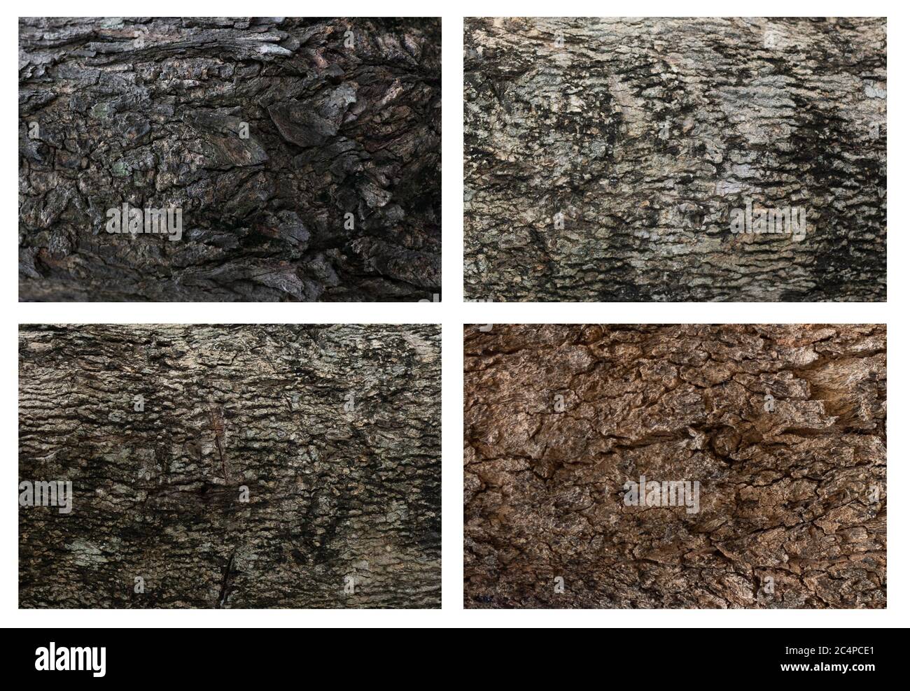 collection bark texture for 3D tree texture Stock Photo