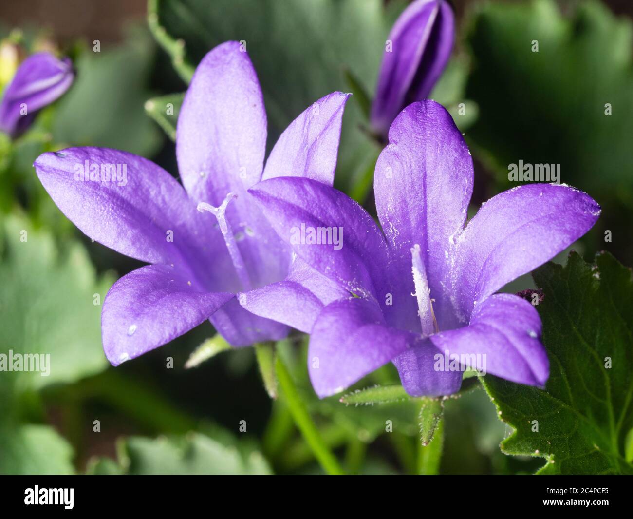 Close up of the small blue flowers of the summer blooming Adriatic bellflower, Campanula garganica 'Mrs Resholt' Stock Photo
