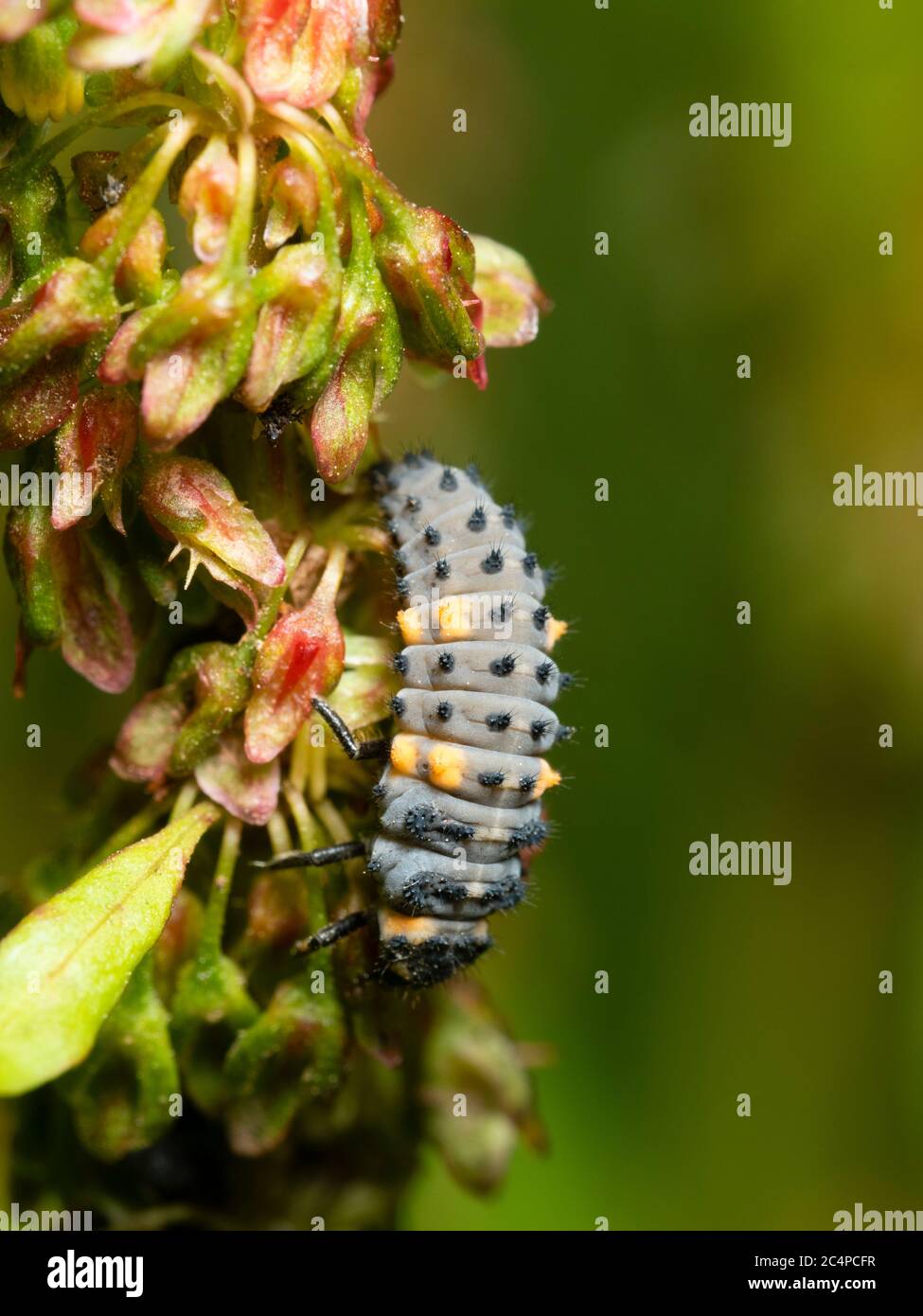 Side view of the grey and yellow body of a larva of the UK native seven spot ladybird, Coccinella septempunctata Stock Photo