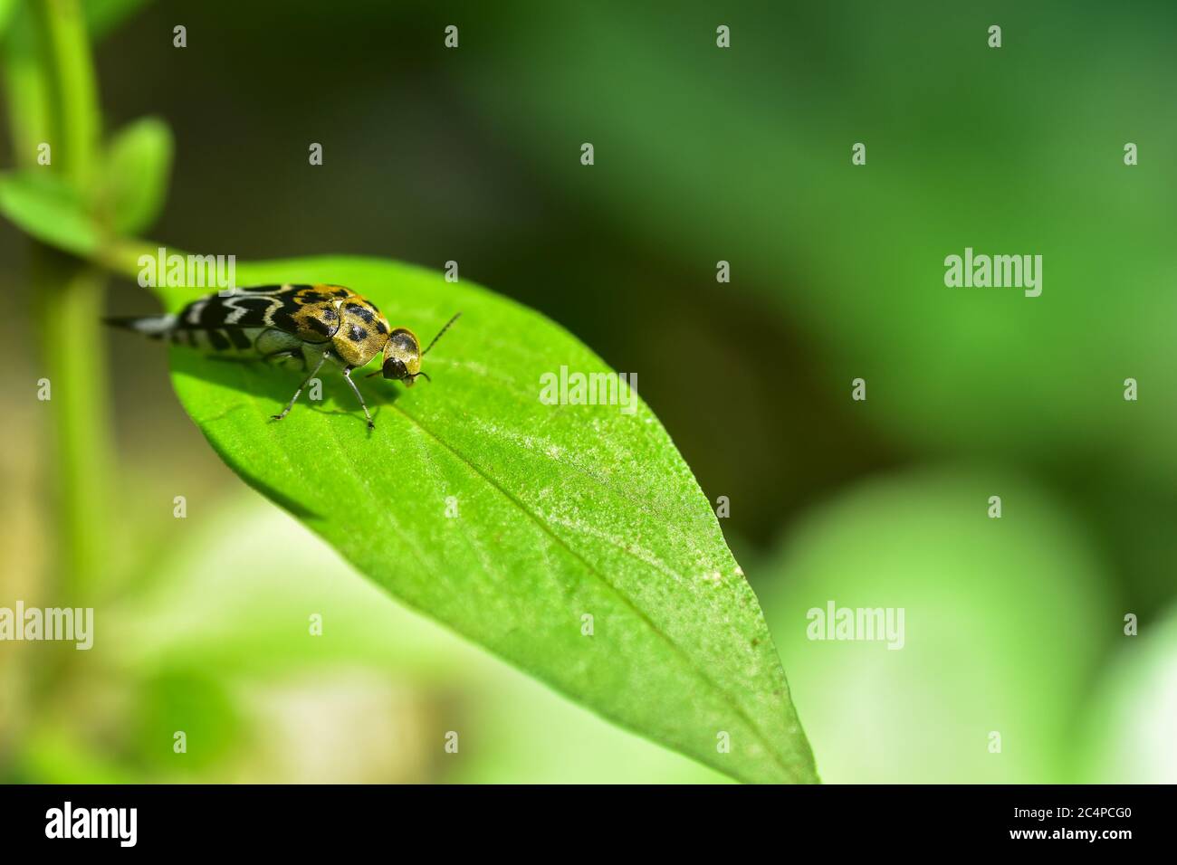 insects on the leaves with green blur background and sunset light. HD ...