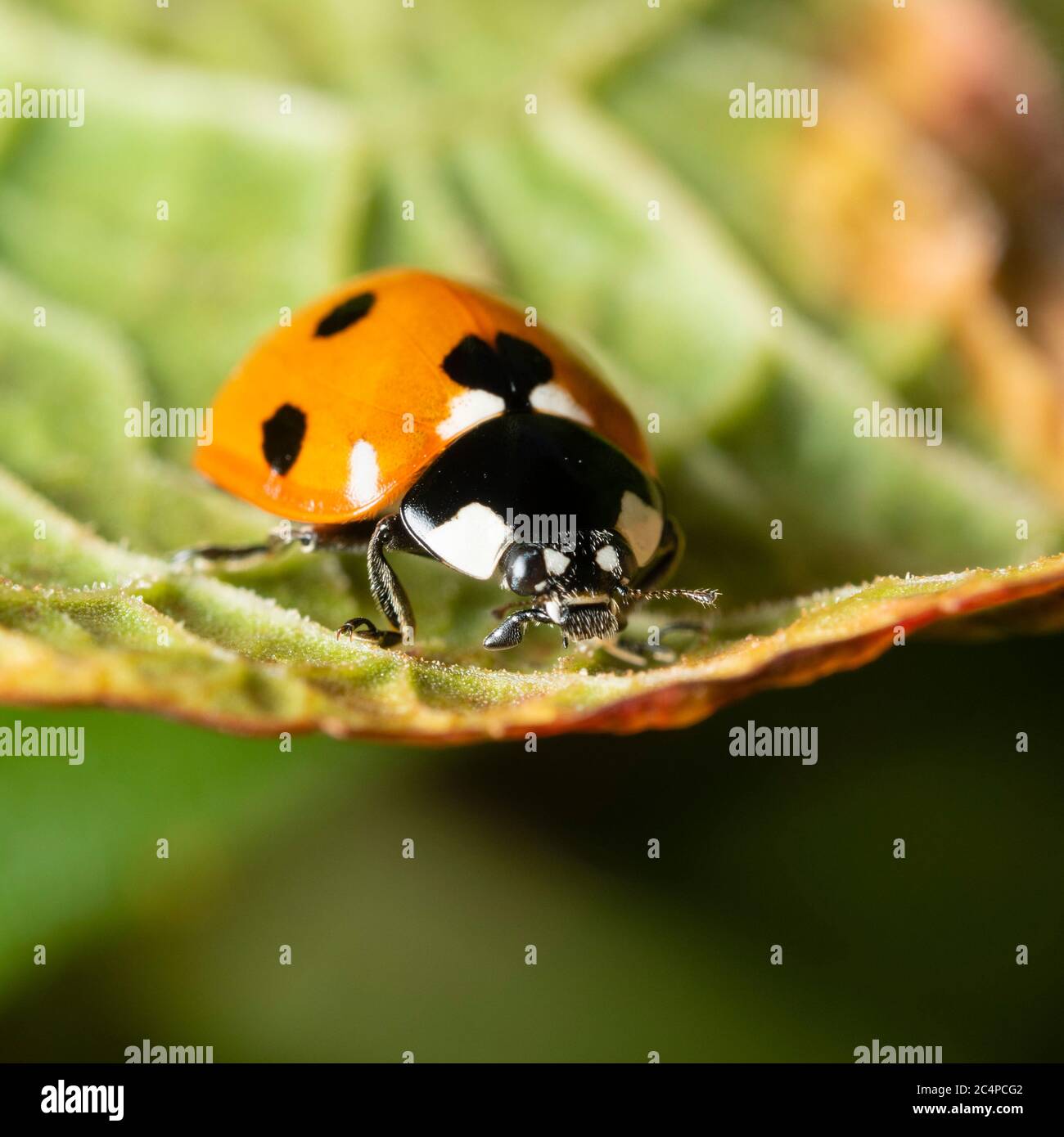 Front view of the black spotted red body of an adult of the UK native seven spot ladybird, Coccinella septempunctata Stock Photo