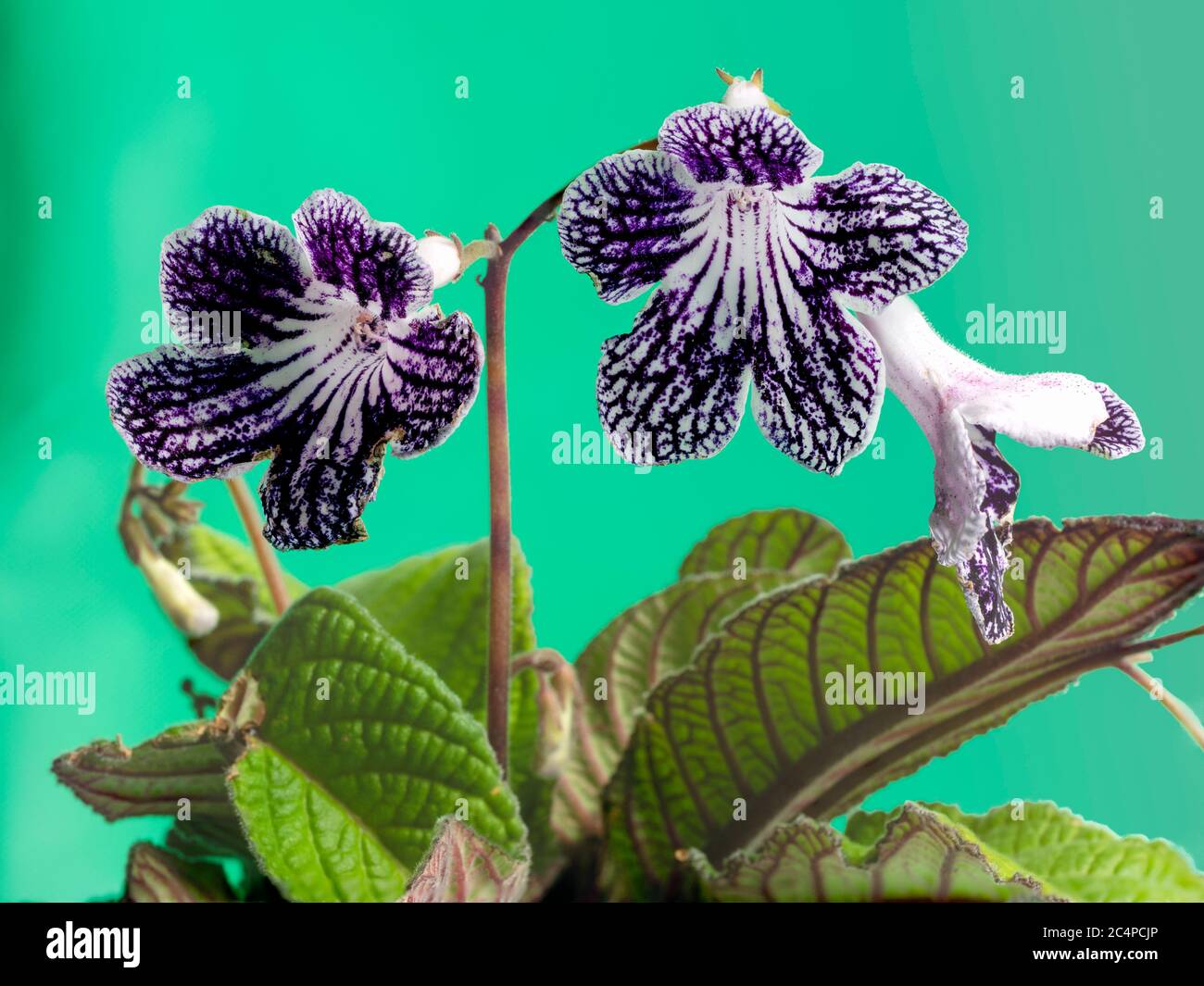 Netted purple and white markings on the summer flowers of the evergreen houseplant, Streptocarpus 'Polka Dot Purple' Stock Photo